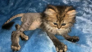 Persian chinchillas kittens