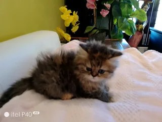 Persian chinchillas kittens