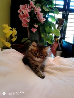 Persian chinchillas kittens