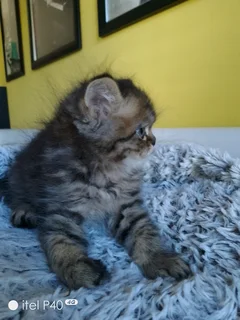 Persian chinchillas kittens