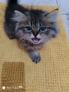 Persian chinchillas kittens