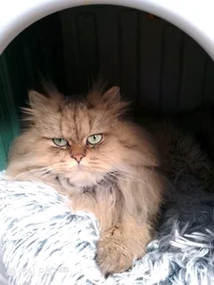 Persian chinchillas kittens