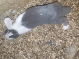 Rabbits - Ad posted by Shanice naomi Gounden