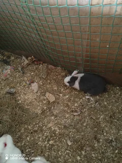 Rabbits - Ad posted by Shanice naomi Gounden