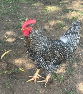 Black Magic Specialist