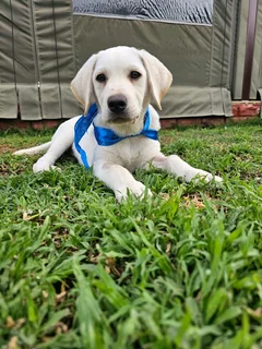 Beautiful pure bred labrador puppies for sale Dewormed and inoculated