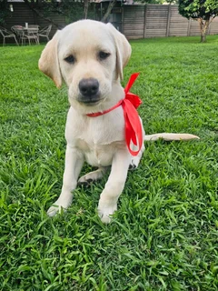 Beautiful pure bred labrador puppies for sale Dewormed and inoculated