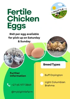 Buff Opington and Light Columbian Brahma