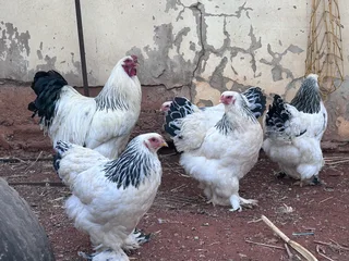 Buff Opington and Light Columbian Brahma