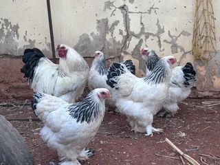 Buff Opington and Light Columbian Brahma