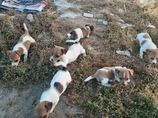 Jackrussel terriers