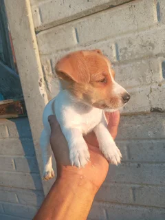 Jackrussel puppy