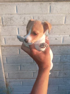 Jackrussel puppy