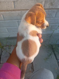 Jackrussel puppy