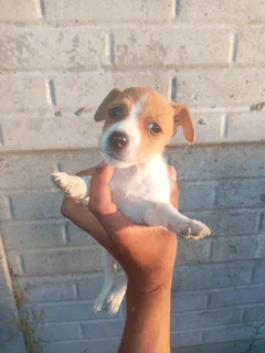 Jackrussel puppy