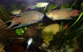 Paradise gouramis