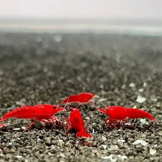 Black rose - orange Sunkist etc