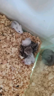 Hamsters for sale