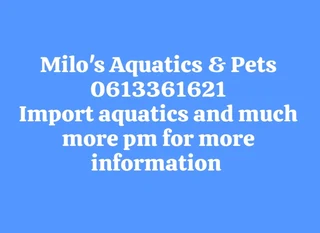 Aquarium fish for sale