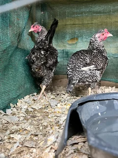 Zulu mphangela hens