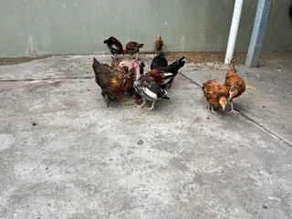 Zulu chickens