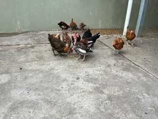 Zulu chickens