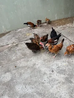 Zulu chickens