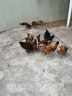 Zulu chickens