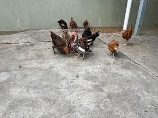Zulu chickens