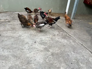 Zulu chickens
