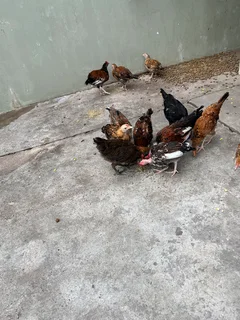 Zulu chickens