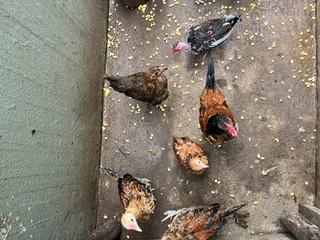 Zulu chickens