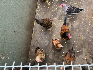 Zulu chickens