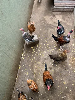 Zulu chickens