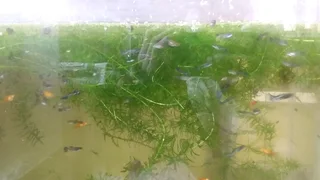 Black metal lace snakeskin guppies