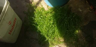 Floating reed plants