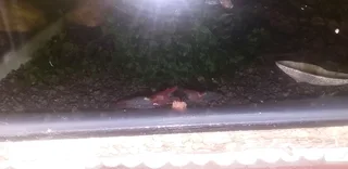 Red Rili Cherry Shrimp