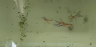 Pure Strain Scarlet Endlers