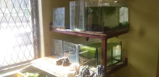Im looking for old,cracked and leaking tanks to trade for fish, plants and accessories