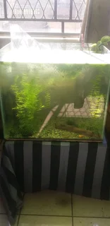 Im looking for old,cracked and leaking tanks to trade for fish, plants and accessories