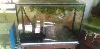 Im looking for old,cracked and leaking tanks to trade for fish, plants and accessories