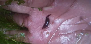 Im looking for old,cracked and leaking tanks to trade for fish, plants and accessories