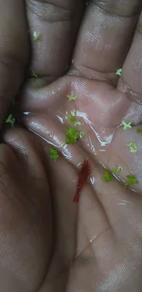 Im looking for old,cracked and leaking tanks to trade for fish, plants and accessories