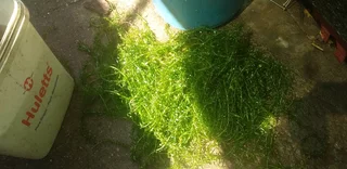 Im looking for old,cracked and leaking tanks to trade for fish, plants and accessories