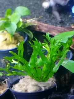 Im looking for old,cracked and leaking tanks to trade for fish, plants and accessories