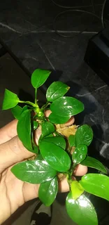 Im looking for old,cracked and leaking tanks to trade for fish, plants and accessories