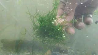 Im looking for old,cracked and leaking tanks to trade for fish, plants and accessories