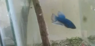 Siamese fighters ( Betta Fish) Halfmoon plakats