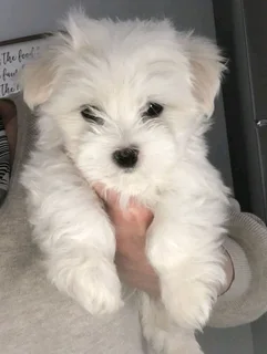 Looking for a male Maltese puppy :)