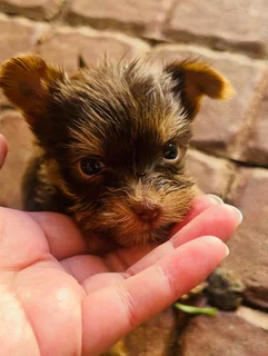Chocolate Yorkie Puppies